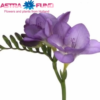 Freesia enkelbloemig 'Delta River' fotografie
