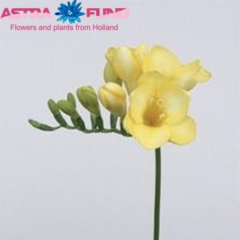 Freesia enkelbloemig 'Diplomaat' fotografie