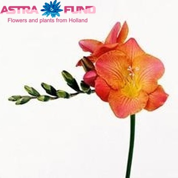 Freesia enkelbloemig Dordogne fotografie