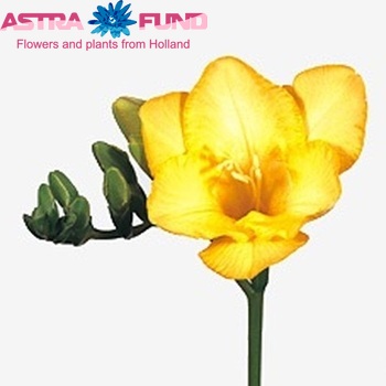 Freesia enkelbloemig 'Dukaat' fotografie