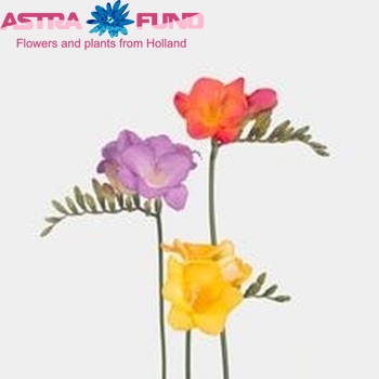 Freesia enkelbloemig gemengd fotografie