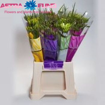 Freesia enkelbloemig gemengd in bos fotografie