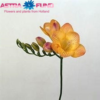 Freesia enkelbloemig Giraffe fotografie