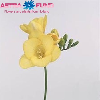 Freesia enkelbloemig 'Gold Finger' fotografie