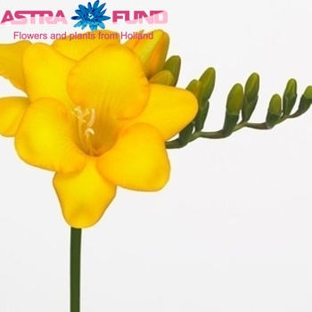 Freesia enkelbloemig 'Gold River' fotografija