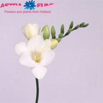 Freesia enkelbloemig 'Inzell' fotografija