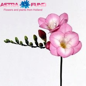 Freesia enkelbloemig 'Margaret' fotografija