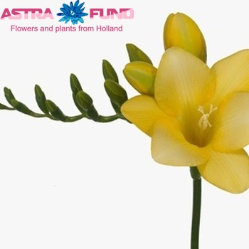 Freesia enkelbloemig 'Maya' fotografija