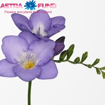 Freesia enkelbloemig 'Mercurius' fotografija