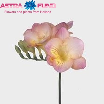 Freesia enkelbloemig Monaco fotografija