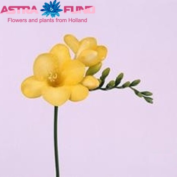 Freesia enkelbloemig 'Monza' fotografija