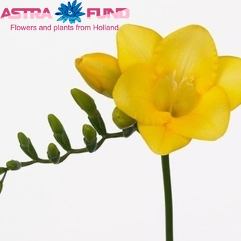 Freesia enkelbloemig Moon River fotografija
