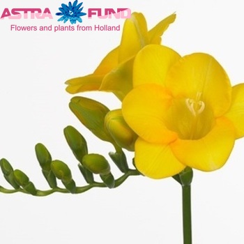 Freesia enkelbloemig 'Morning Sun' fotografija