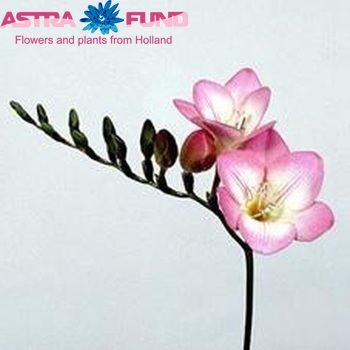 Freesia enkelbloemig 'Mosella' photo