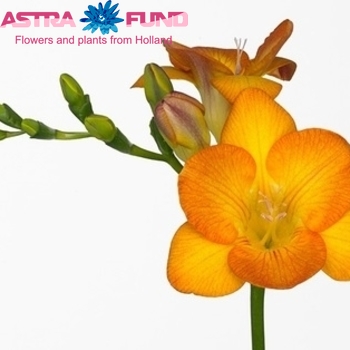 Freesia enkelbloemig 'Nassau' photo