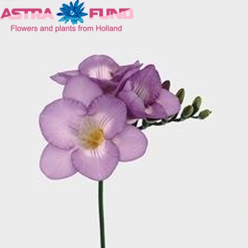 Freesia enkelbloemig Ocean Blue photo