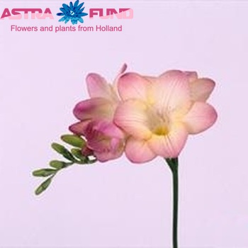 Freesia enkelbloemig 'Opala' photo