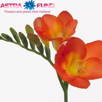 Freesia enkelbloemig 'Orange Mountain' photo