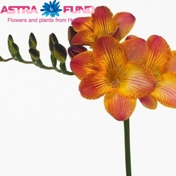 Freesia enkelbloemig Papillon photo