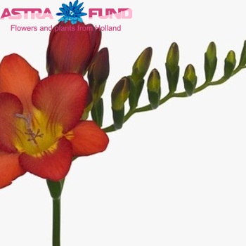 Freesia enkelbloemig 'Parma' photo