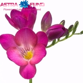 Freesia enkelbloemig Pink Passion photo