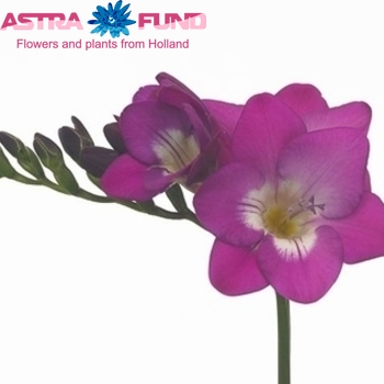 Freesia enkelbloemig 'Purple Sun' photo