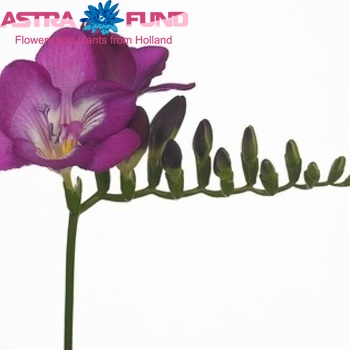 Freesia enkelbloemig 'Purple Velvet' photo