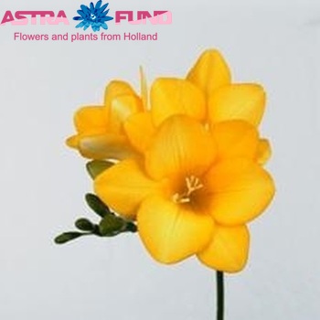 Freesia enkelbloemig Rapid Yellow photo