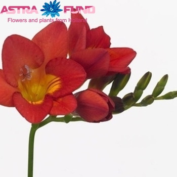 Freesia enkelbloemig 'Red Mountain' photo