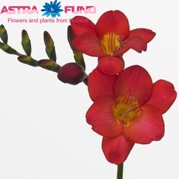 Freesia enkelbloemig 'Red Passion' photo