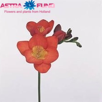 Freesia enkelbloemig 'Red River' photo
