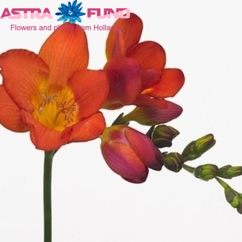 Freesia enkelbloemig 'Rubina River' photo