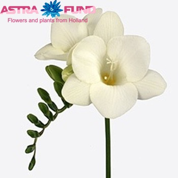 Freesia enkelbloemig Silverbeach Varasil photo