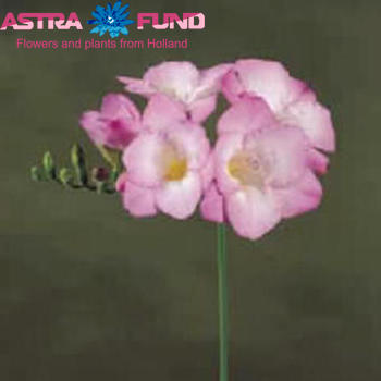 Freesia enkelbloemig Silvery Pink photo