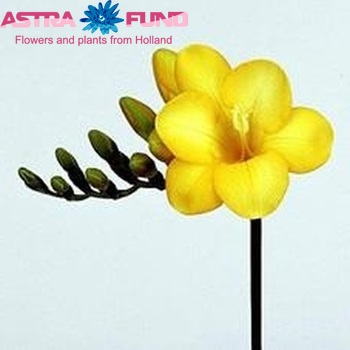 Freesia enkelbloemig 'Simi' fotografie