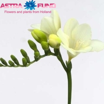 Freesia enkelbloemig 'Snow River' fotografie
