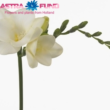 Freesia enkelbloemig 'Speedy Snow' fotografie