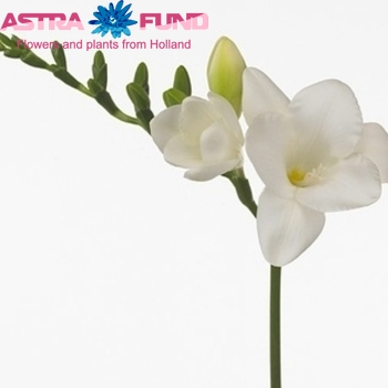 Freesia enkelbloemig 'Speedy White' fotografie