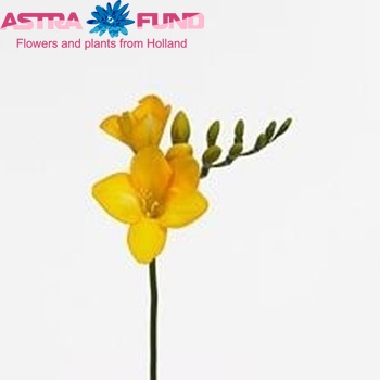 Freesia enkelbloemig 'Summer River' fotografie
