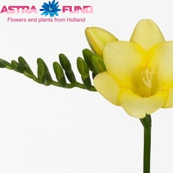 Freesia enkelbloemig Sunny Beach fotografie