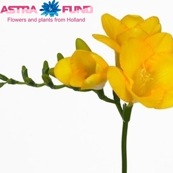Freesia enkelbloemig 'Sunrise' fotografie