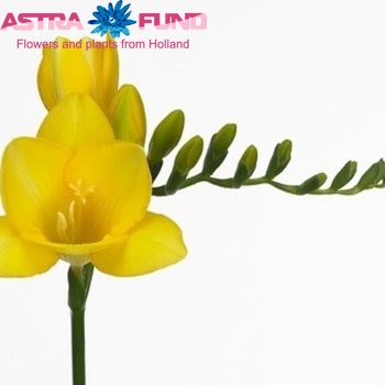 Freesia enkelbloemig 'Sunset River' fotografie