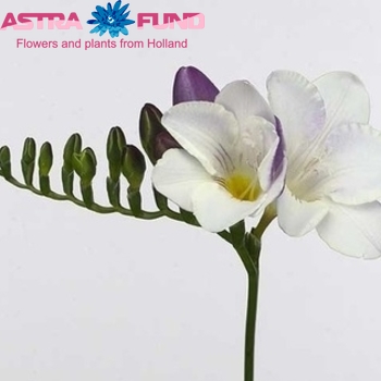 Freesia enkelbloemig 'Surprise' fotografie