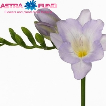 Freesia enkelbloemig 'Tahiti' fotografie