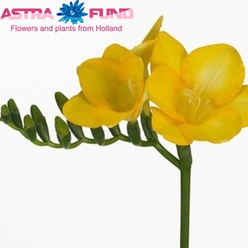 Freesia enkelbloemig Tournesol fotografie