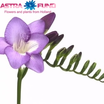 Freesia enkelbloemig 'Valda' fotografie