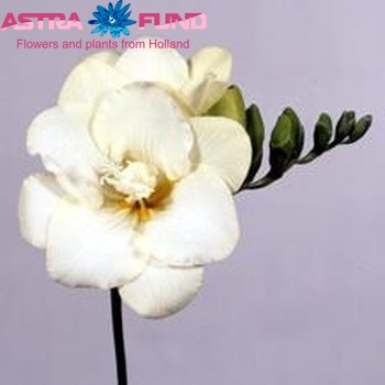 Freesia enkelbloemig 'White Moment' fotografie