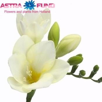 Freesia enkelbloemig 'White River' fotografie