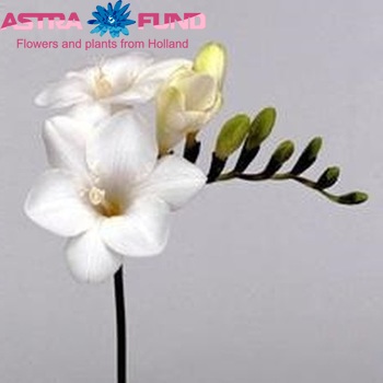 Freesia enkelbloemig 'White Star' fotografie
