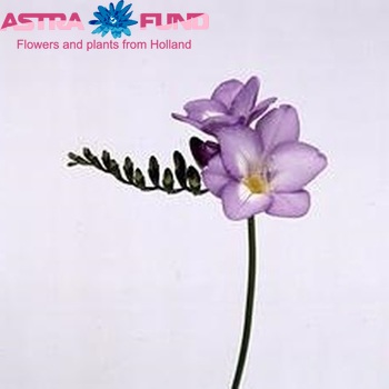 Freesia enkelbloemig 'Xenia' fotografie